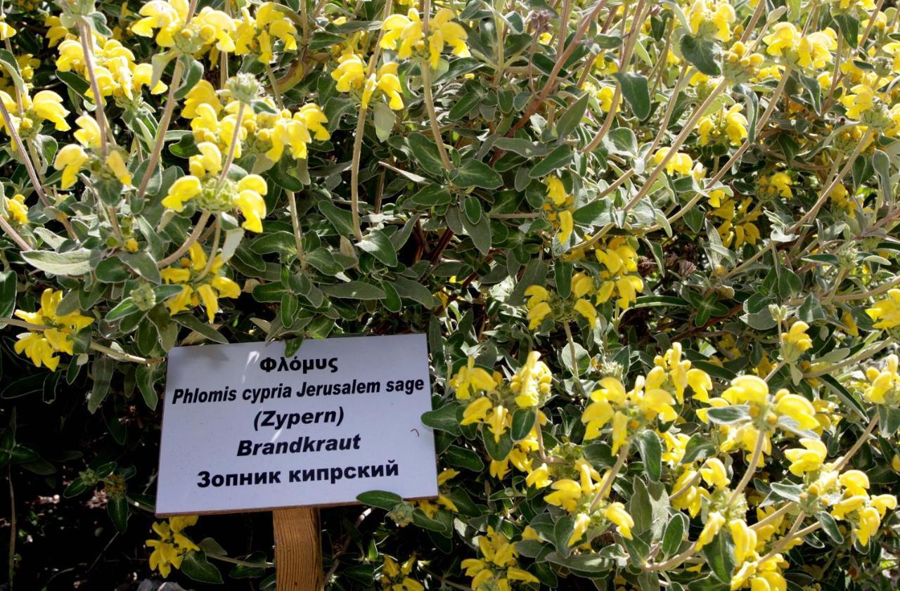 Polis Herb Garden Bagian luar foto